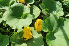 南瓜什么时候打顶最佳？长势才是关键因素图片