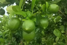 今日说柠檬：香水柠檬图片