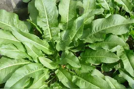 俗称“野菠菜”，农村的牛都不吃它，却有人当野菜吃，有何价值？图片