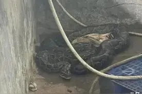 有条蛇藏在洗衣机，有条蟒偷吃鸡…图片