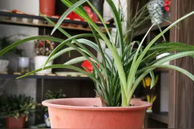 7月份阳台养兰花，几天浇一次水？春兰和蕙兰是这样浇水的图片