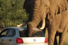 遇到动物拦路，你会怎么做？老辈人的这个说法竟然是这样来的！图片