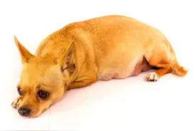 哪种犬应该绝育？狗狗绝育的好处和坏处图片