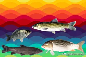 鱼是色盲吗？鲤鱼、鲫鱼、青鱼和草鱼各自喜欢的颜色详解图片