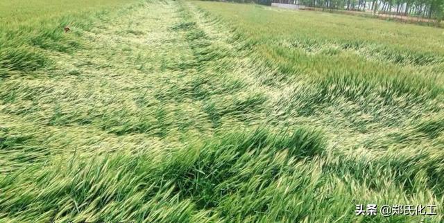 小麦灌浆期高产管理技术，冲刺小麦高产
