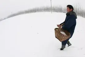 尿素直接撒施等于扔钱？正确掌握施肥方法，养分翻倍利用图片