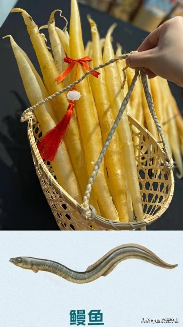 草鱼泡可以做鱼胶吗 草鱼鱼泡能吃吗