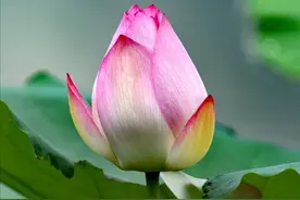 咏荷：映日荷花别样红图片