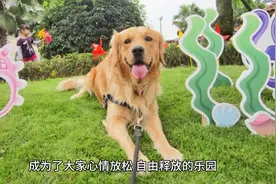 可爱的小狗街头逗趣，笑声绽放欢乐洪流！图片