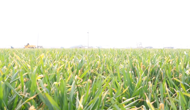 小麦春季长势慢，如何促进早返青？2个方法要掌握