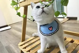 原来养猫有这10大“益处”，难怪钟南山、袁隆平院士都要养图片