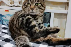 猫界4不养，再有钱也不建议养，谁养谁知道图片