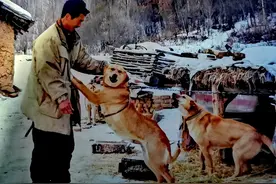 猎狗一生驱豹杀狼救人，老死前却独自走进深山，是老有所终吗图片
