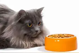 猫咪只喝水不吃东西，别慌！专业的解决方案在这里！图片