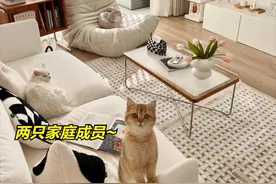 90后独居男生的精致生活：一人两猫和90㎡小家，没有一丝俗气图片