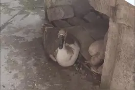 重庆：主人准备将养了六年的大鹅炖汤时，不料大鹅泪撒一地图片