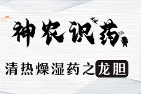 《神农识药》清热燥湿药之龙胆图片
