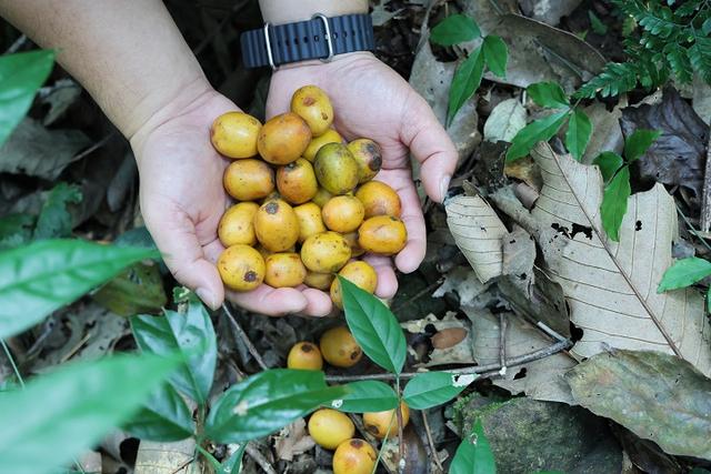 2025中国南酸枣之乡旅游音乐文化节暨齐云山登山节圆满收官