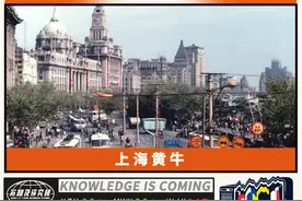 上海黄牛图片