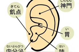 耳朵大的人真的更长寿有福吗？看看相关研究结果怎么说图片