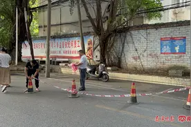 跨路榕树压弯电线杆后续 | 榕树已被修剪，居民可放心通行图片