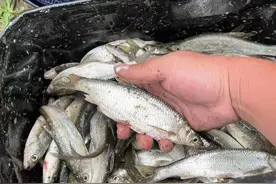 野钓，钓不完的白条鱼，三小时钓13斤图片