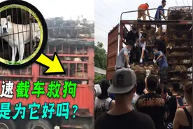 “爱狗人士”屡次高速拦车救狗，累计上千条，最后狗狗去了哪？图片