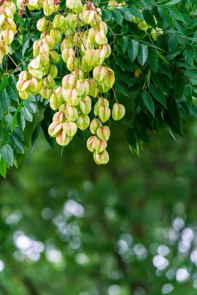 栾树,等你用雨线绣我的衣裙,用温暖把人间烟火点亮