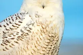 可爱的猫头鹰手机壁纸图片