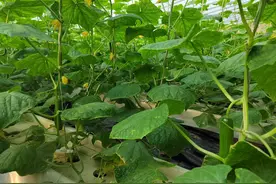 黄瓜高产小技巧，换个种植方法，根系好产量高图片