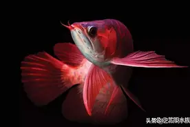 为什么说鱼的记忆只有7秒？鱼需要睡觉吗？科学家给出了答案图片