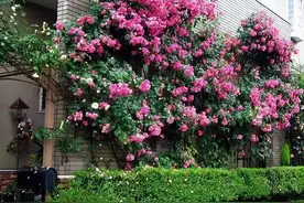 容易爬藤的4种月季，开成“一面”花墙，让人驻足观赏图片