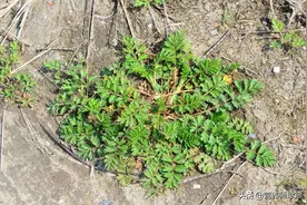 俗称“鸡毛草”，曾是饥荒年代的救命粮，养生价值高，你可认识？图片