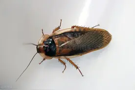 关于蟑螂你了解多少，史上最全蟑螂冷知识！图片