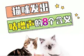 猫咪发出“咕噜咕噜”的8种含义，很多人都没有注意到!图片