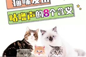猫咪发出“咕噜咕噜”的8种含义，很多人都没有注意到!图片
