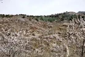 赏花昌赤路，美食水泉沟～记延庆二日踏青游图片