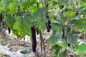 用这两种配方种植茄子、豆角，促进生根、开花，环保无病害产量高图片