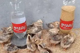 大叔用4个废旧水桶作喂鸡的“神器”，投喂1次吃3个月，你相信吗图片