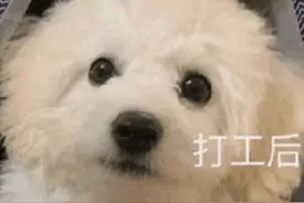 dog是狗，body是身体，dogsbody竟然是这种人？图片