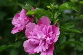 多彩夏天｜木槿芳华 相伴一夏图片