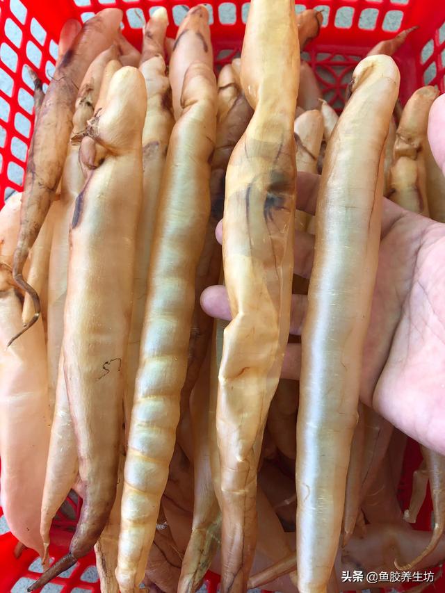 鳗鱼胶大小的功效有区别吗 2026年鳗鱼胶大的好还是小的好