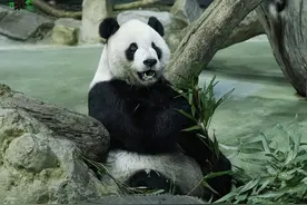 大陆赠台大熊猫“团团”离世，网友：谢谢陪着我们长大图片