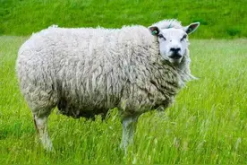 《故事》十二生肖羊图片