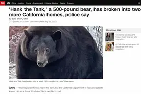 闯入33座民房：人类的食物太好吃！美国黑熊吃上瘾“放弃”冬眠图片