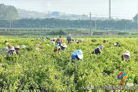 上党区周南村：金银花海里“采金摘银” 助农致富图片