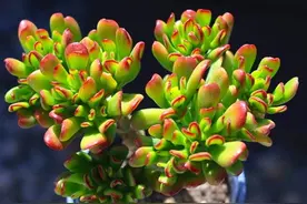 招财猫和吸财树，冲着名就想养，但其实它们是一种多肉的2种形态图片