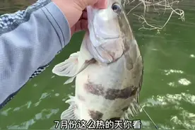 纺车轮一样可以钓鳜鱼。 好多钓友私信叫我出一期纺车轮钓鳜鱼 今天视频来了。#路亚鳜鱼 #2022dou来钓鱼 #结束宅家去感受夏天视频封面