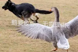 村霸大鹅天不怕地不怕，见谁逮谁，原因是看你太小好欺负图片