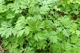 这种野菜，很多人挖回家种起来，用来煮鸡蛋是一绝，养生价值很高图片